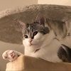 catmommy69